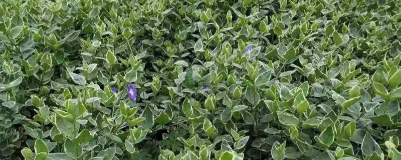 花叶蔓长春耐寒吗