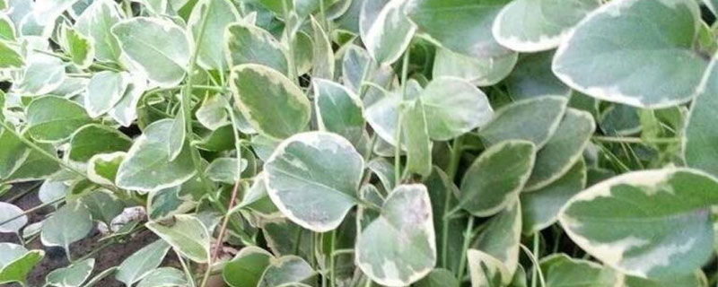 花叶蔓的养殖方法和注意事项 花叶蔓的养殖方法和注意事项