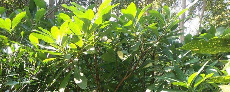 结香花耐寒吗如何过冬