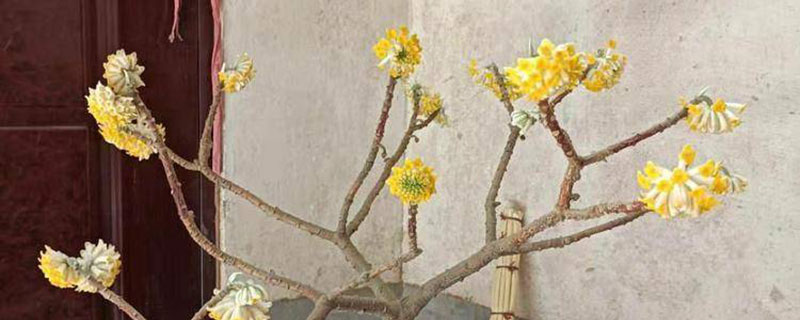 结香花什么时候落叶