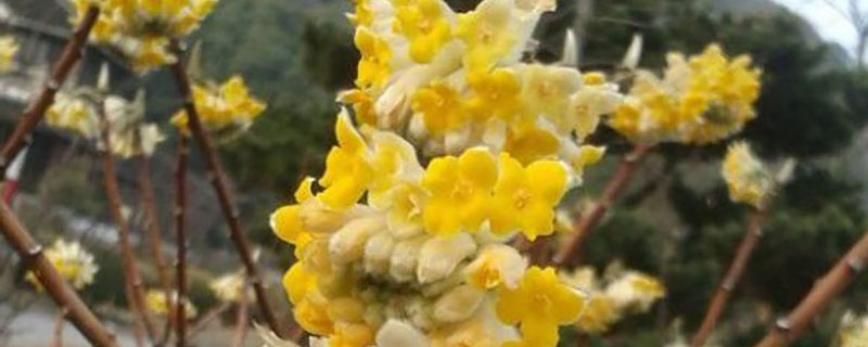 结香养几年才会开花