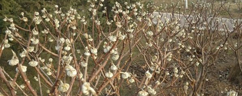 结香花什么时候移栽 结香花什么时候移栽