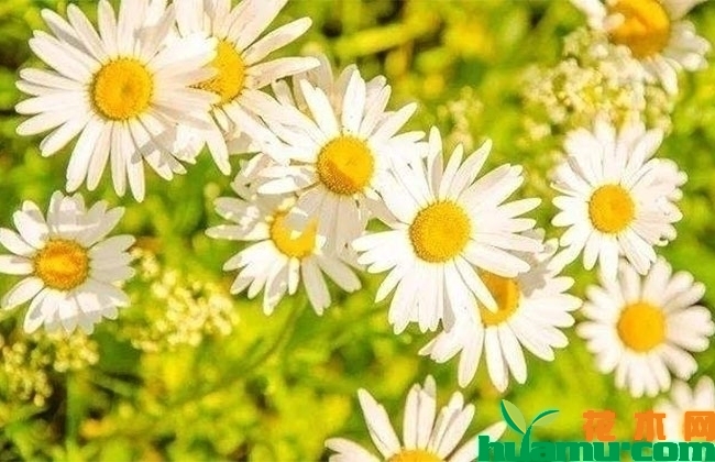 洋甘菊