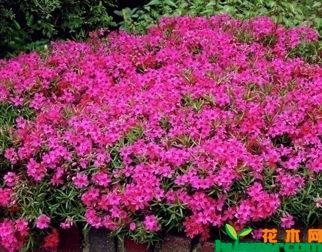 宿根福禄考种植技术方法有哪些？福禄考繁殖方法