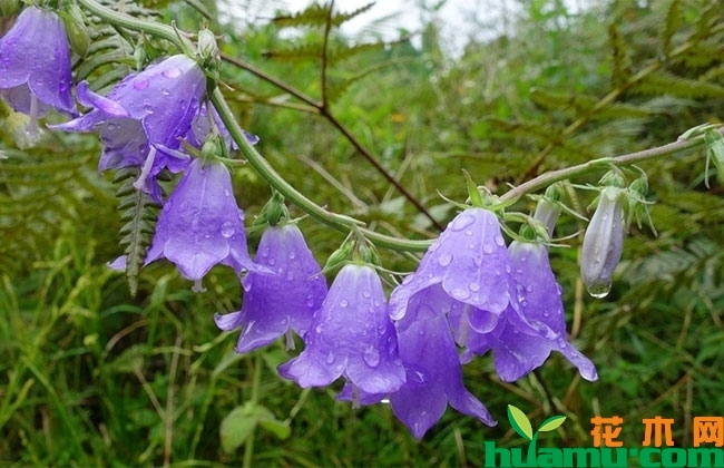 风铃草