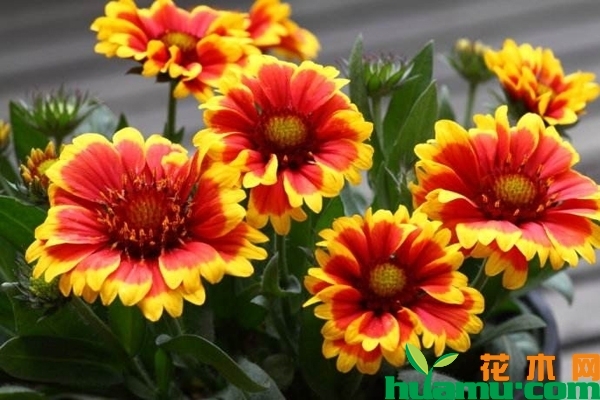 天人菊