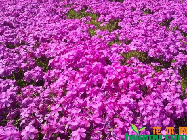 宿根福禄考种植方法2