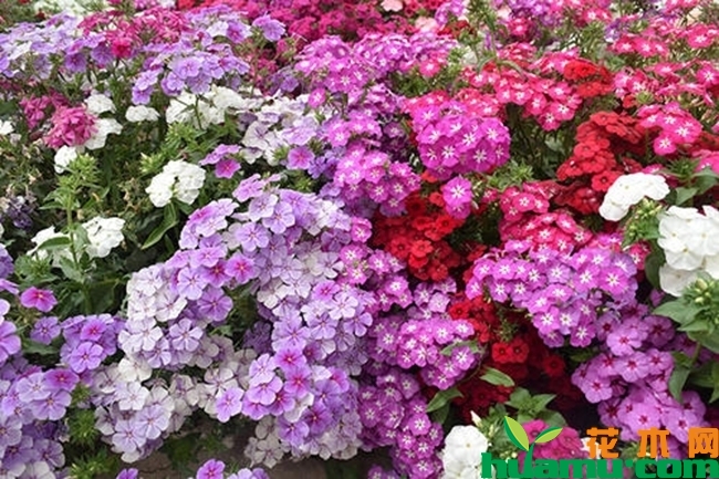 宿根福禄考种植方法4