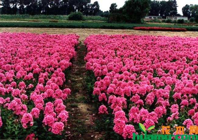 宿根福禄考种植图片.jpg