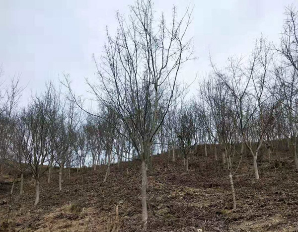 山地树苗