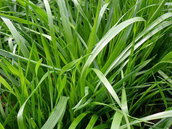 黑麦草