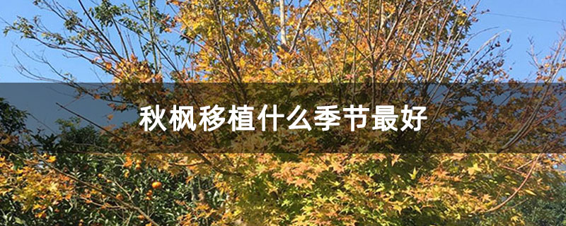 秋枫移植什么季节最好 秋枫移植什么季节最好