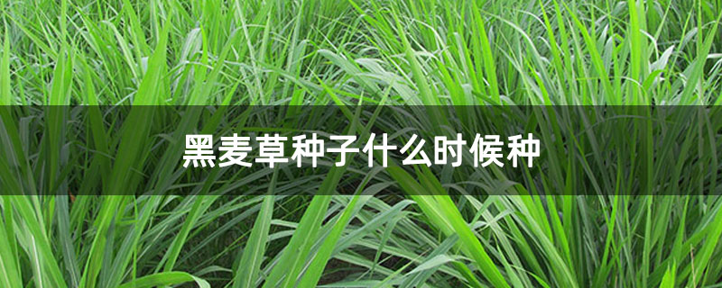 黑麦草种子什么时候种