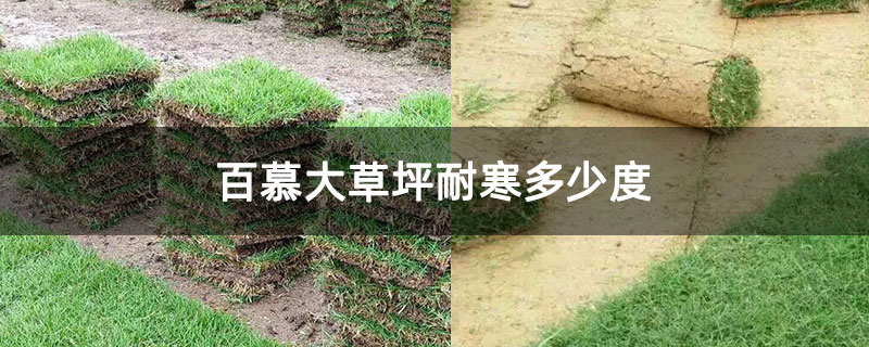 百慕大草坪耐寒多少度 百慕大草坪耐寒多少度