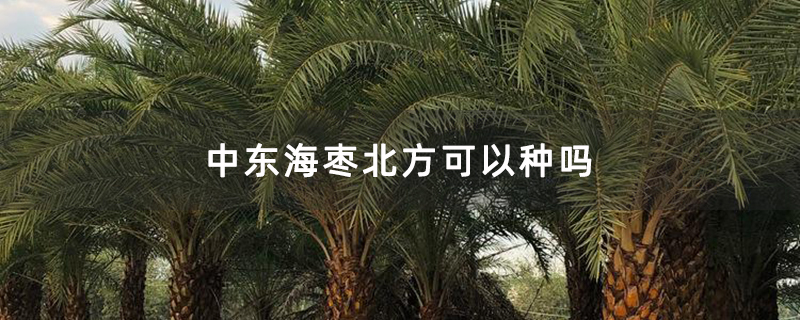 中东海枣北方可以种吗