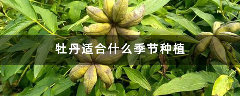 牡丹适合什么季节种植 牡丹适合什么季节种植