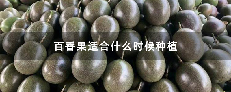 百香果适合什么时候种植
