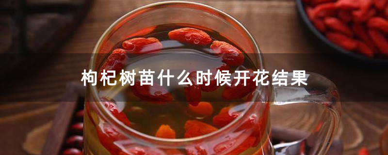 枸杞树苗什么时候开花结果