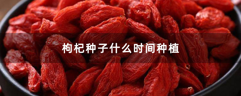 枸杞种子什么时间种植