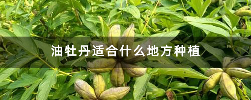 油牡丹适合什么地方种植