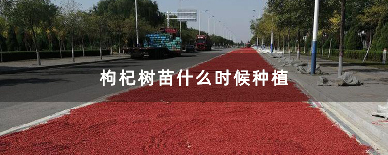 枸杞树苗什么时候种植