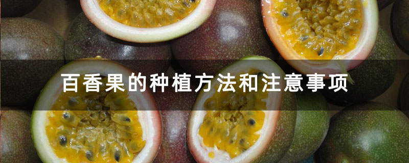 百香果的种植方法和注意事项