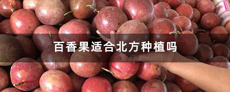 百香果适合北方种植吗