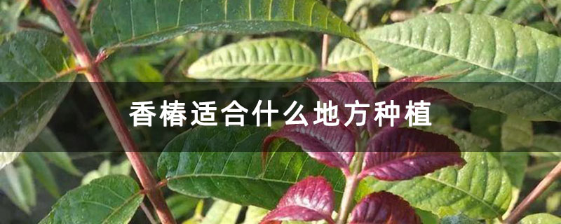 香椿适合什么地方种植