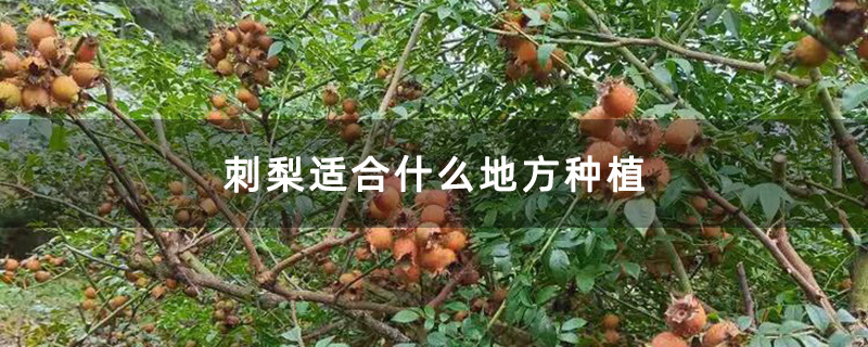 熟透了的刺梨