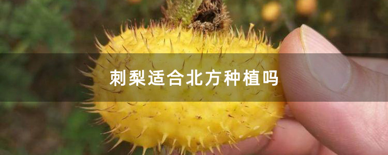 刺梨适合北方种植吗
