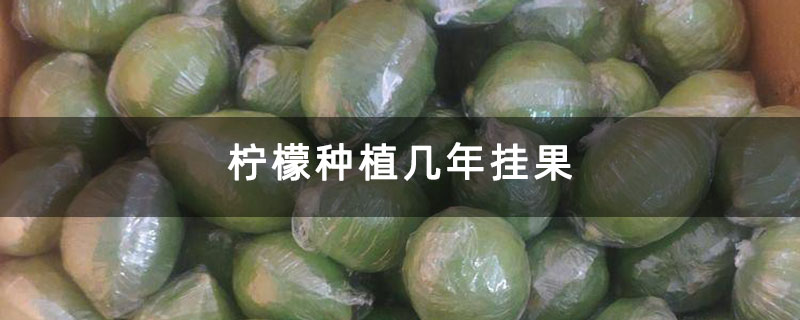 柠檬种植几年挂果