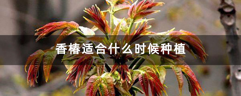 香椿适合什么时候种植