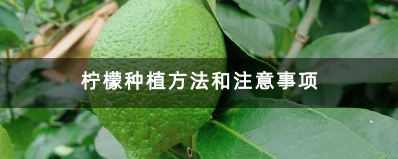 柠檬种植方法和注意事项