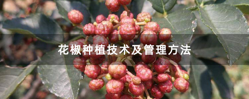 花椒种植技术及管理方法