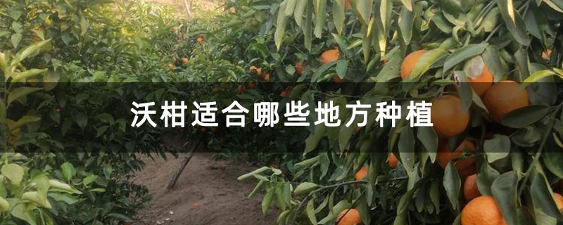 沃柑适合哪些地方种植