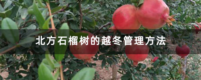 北方石榴树的越冬管理方法