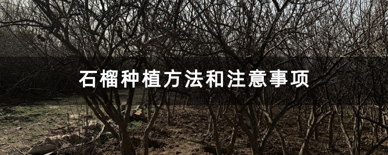石榴种植方法和注意事项