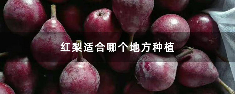 红梨