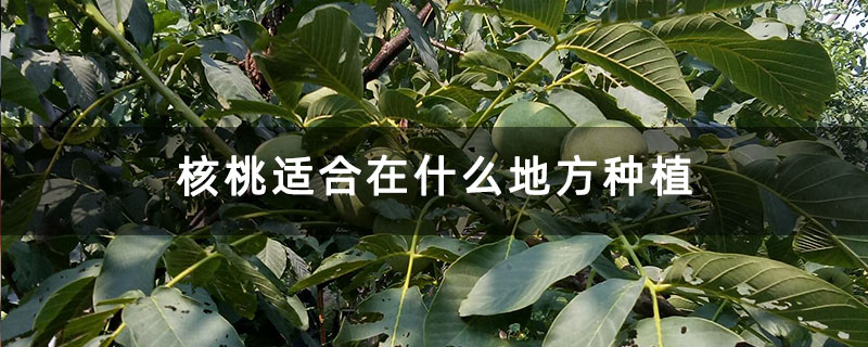 核桃适合在什么地方种植