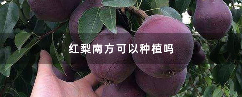 红梨南方可以种植吗