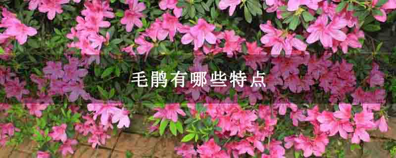 毛鹃有哪些特点