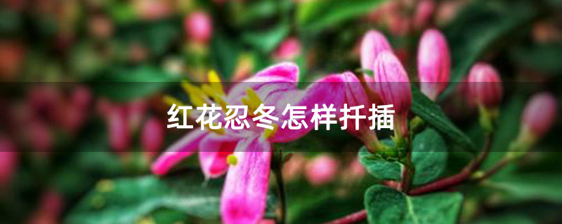 红花忍冬怎样扦插