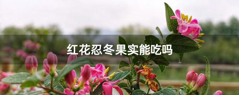 红花忍冬果实能吃吗