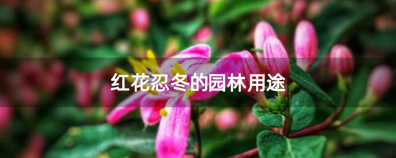红花忍冬的园林用途