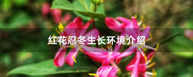 红花忍冬生长环境介绍