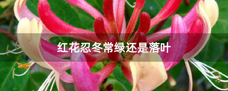 红花忍冬常绿还是落叶