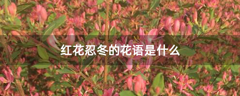 红花忍冬的花语是什么