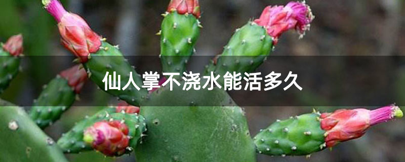 仙人掌不浇水能活多久