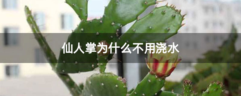 仙人掌为什么不用浇水