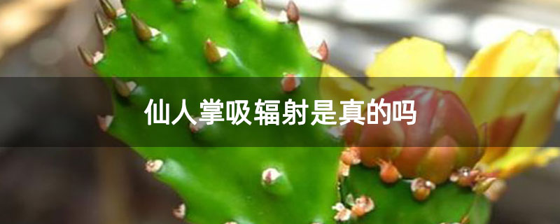 仙人掌吸辐射是真的吗